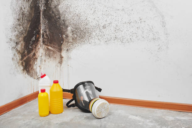 Best Local Mold Removal Service  in Vandercook Lake, MI