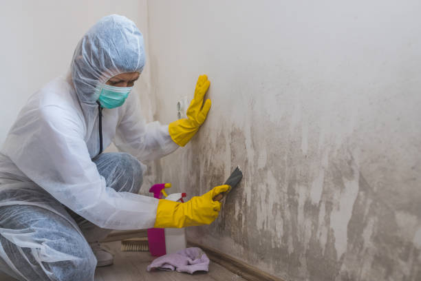 Office Mold Removal Services in Vandercook Lake, MI