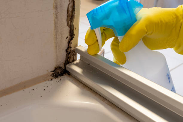 Best Black Mold Removal  in Vandercook Lake, MI