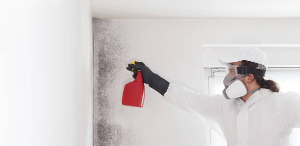 Best Office Mold Removal Services  in Vandercook Lake, MI