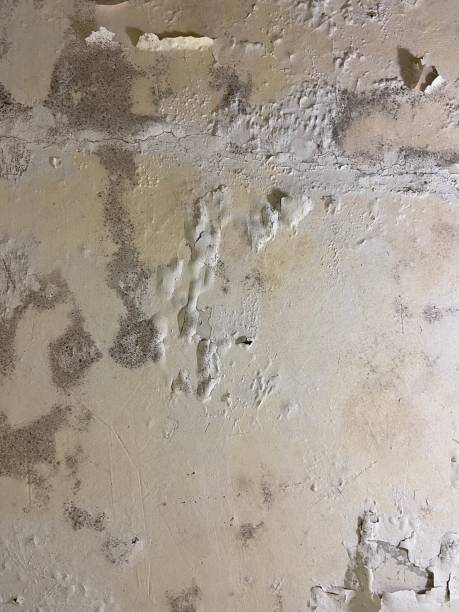 Best Emergency Mold Removal  in Vandercook Lake, MI