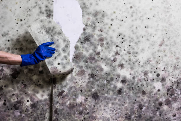 Best Fast Mold Removal  in Vandercook Lake, MI