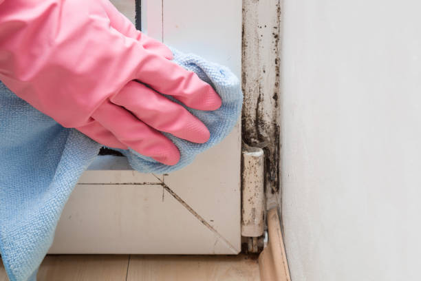Mold Testing and Removal in Vandercook Lake, MI